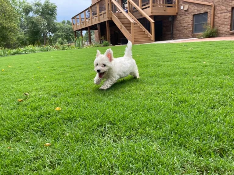 TDP Z FE20NEWGRASS 04